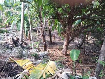 Sacrifice Sale 1000 Sqm Lot for Sale in Talisay Cebu City