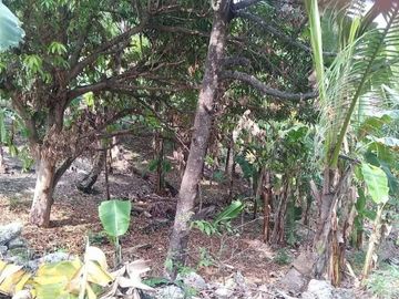 Sacrifice Sale 1000 Sqm Lot for Sale in Talisay Cebu City