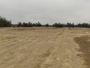 VENTA TERRENO AGRICOLA ALTURA KM 220 PANAMERICANA SUR entre Chincha y Pisco