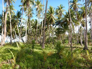 25,793 m2 White Beachfront Coconut Sunrise