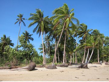 25,793 m2 White Beachfront Coconut Sunrise