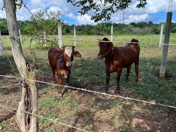 Rancho en Venta en Santa Rosa Tizimin
