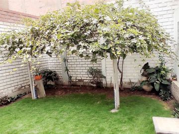Venta De Casa De Dos Pisos Y Azotea En Los Olivos, Frente A Parque Del Niño