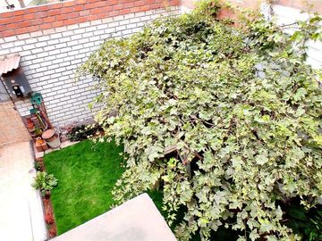 Venta De Casa De Dos Pisos Y Azotea En Los Olivos, Frente A Parque Del Niño