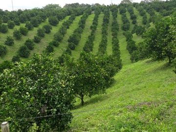 Venta finca autosostenible  Agro-Turística en Pueblo Tapao, Montenegro Quindío