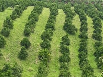 Venta finca autosostenible  Agro-Turística en Pueblo Tapao, Montenegro Quindío