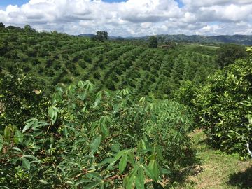 Venta finca autosostenible  Agro-Turística en Pueblo Tapao, Montenegro Quindío