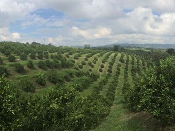 Venta finca autosostenible  Agro-Turística en Pueblo Tapao, Montenegro Quindío