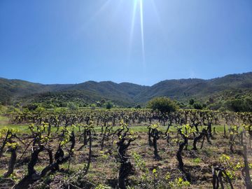 Parcelas rodeadas de viñas, con vista a la cordillera y al valle - Proyecto Viñedo Carrizal