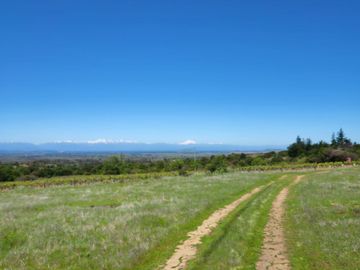 Parcelas rodeadas de viñas, con vista a la cordillera y al valle - Proyecto Viñedo Carrizal