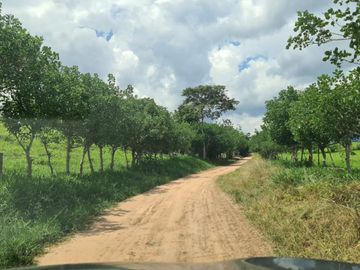 ¿Buscas 'desconectar' sin desaparecer del mapa? Este terreno cerca de Tarapoto te ofrece naturaleza, privacidad y cimientos listos para construir. 😉