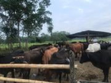 HACIENDA DE VENTA EN PROVINCIA DE MANABI