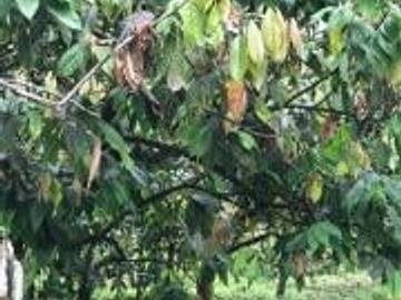 HACIENDA DE VENTA EN PROVINCIA DE MANABI