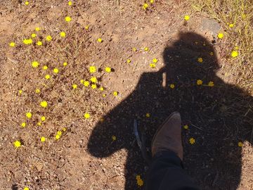 Bella Parcela en sector Lagunillas de Casablanca, Quinta Región $64.990.000