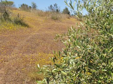 Bella Parcela en sector Lagunillas de Casablanca, Quinta Región $64.990.000