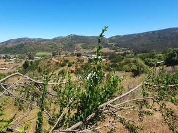 Bella Parcela en sector Lagunillas de Casablanca, Quinta Región $64.990.000