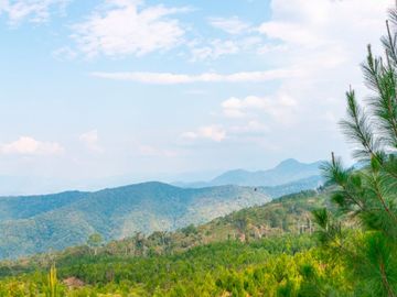 Fundo Bocatigre II: Tu Refugio Natural En El Corazón De La Selva Peruana
