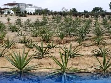 Vendo terreno en Condominio Mar y Bosques