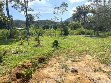 4 Rai Palm Plantation Land with Mountain View for Sale in Lo Yung, Phangnga