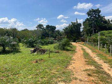 4 Rai Palm Plantation Land with Mountain View for Sale in Lo Yung, Phangnga