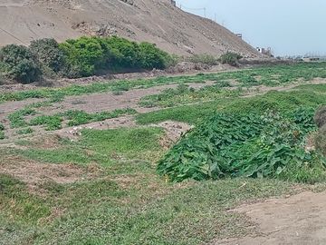VENTA DE TERRENO EN CHANCAY, 1.15 HAS Y 1.22 HAS, ALTURA KM 74-75, TERRENO IDEAL PARA GRIFO