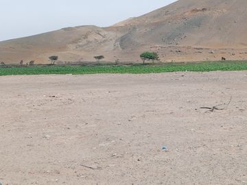 VENTA DE TERRENO EN CHANCAY, 1.15 HAS Y 1.22 HAS, ALTURA KM 74-75, TERRENO IDEAL PARA GRIFO