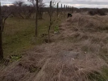 Venta De Parcela En Cauquenes, El Maule.