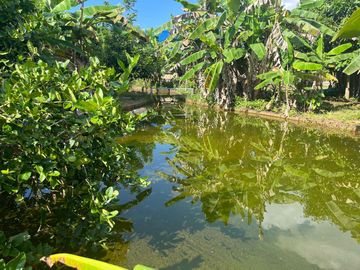 4 Garden Houses and Various Fruit Trees for Sale in Thai Mueang, Phangnga