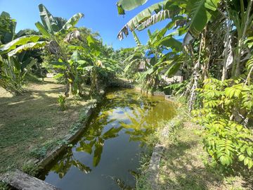 4 Garden Houses and Various Fruit Trees for Sale in Thai Mueang, Phangnga