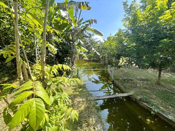 4 Garden Houses and Various Fruit Trees for Sale in Thai Mueang, Phangnga