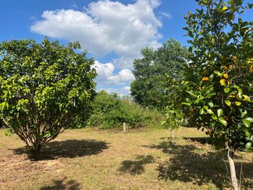 4 Garden Houses and Various Fruit Trees for Sale in Thai Mueang, Phangnga