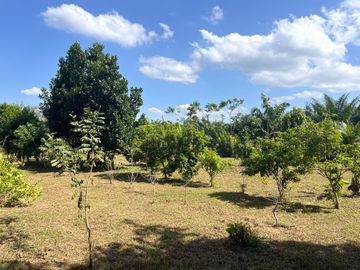 4 Garden Houses and Various Fruit Trees for Sale in Thai Mueang, Phangnga