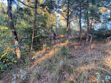 TERRENO DE 5300M2, LOCALIDAD: PINO REAL, KM 25, CARRETERA MORELIA- MIL CUMBRES
