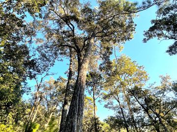 TERRENO DE 5300M2, LOCALIDAD: PINO REAL, KM 25, CARRETERA MORELIA- MIL CUMBRES