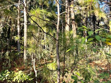 TERRENO DE 5300M2, LOCALIDAD: PINO REAL, KM 25, CARRETERA MORELIA- MIL CUMBRES