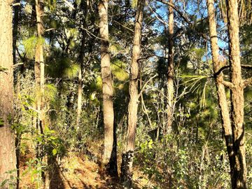 TERRENO DE 5300M2, LOCALIDAD: PINO REAL, KM 25, CARRETERA MORELIA- MIL CUMBRES