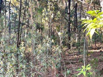TERRENO DE 5300M2, LOCALIDAD: PINO REAL, KM 25, CARRETERA MORELIA- MIL CUMBRES