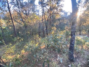 TERRENO DE 5300M2, LOCALIDAD: PINO REAL, KM 25, CARRETERA MORELIA- MIL CUMBRES