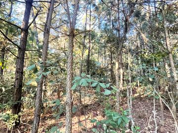 TERRENO DE 5300M2, LOCALIDAD: PINO REAL, KM 25, CARRETERA MORELIA- MIL CUMBRES