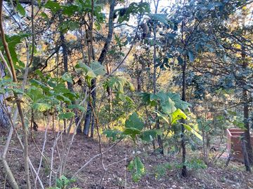 TERRENO DE 5300M2, LOCALIDAD: PINO REAL, KM 25, CARRETERA MORELIA- MIL CUMBRES