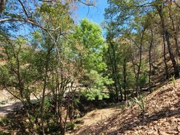 TERRENO DE 5300M2, LOCALIDAD: PINO REAL, KM 25, CARRETERA MORELIA- MIL CUMBRES
