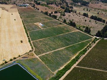 Campo con huerto de Arándanos en Pumanque, Región de O'Higgins