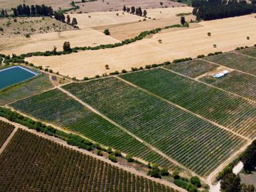 Campo con huerto de Arándanos en Pumanque, Región de O'Higgins