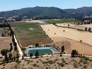 Campo con huerto de Arándanos en Pumanque, Región de O'Higgins