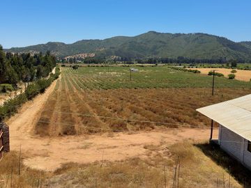 Campo con huerto de Arándanos en Pumanque, Región de O'Higgins