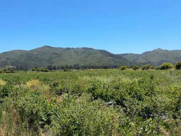 Campo con huerto de Arándanos en Pumanque, Región de O'Higgins