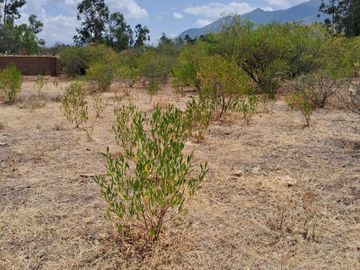 VENTA DE TERRENO DE 2000M2 EN HUANTA AYACUCHO