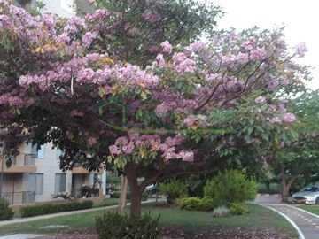 Vendemos apartamento condominio Hacienda Peñalisa Ocobo