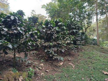 FINCA EN VENTA EN FUSAGASUGÁ