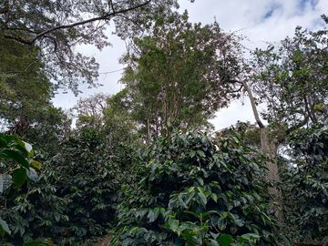 FINCA EN VENTA EN FUSAGASUGÁ